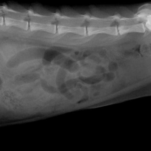 腸閉塞（ゴム片）の猫ちゃんの一例｜院長ブログ｜うぇる動物病院｜町田